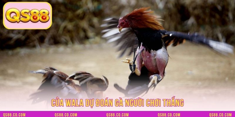 Cửa wala dự đoán gà người chơi thắng Cửa wala dự đoán gà người chơi thắng