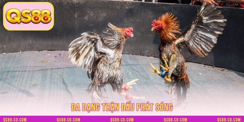 Đa dạng trận đấu phát sóng Đa dạng trận đấu phát sóng