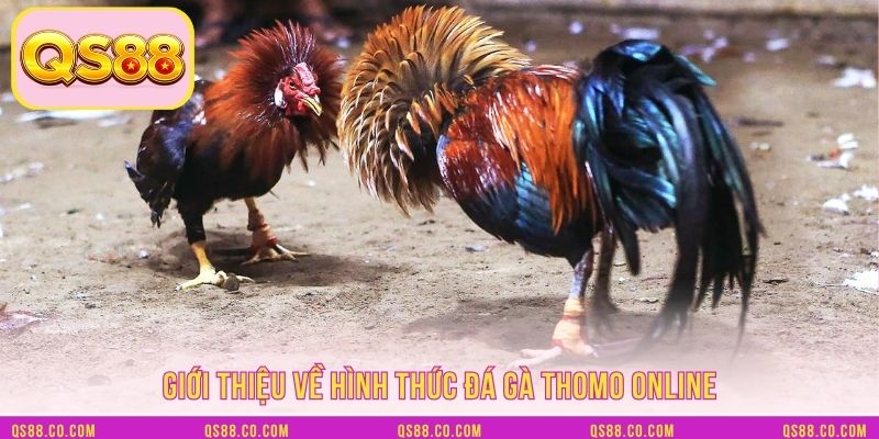 Giới thiệu về hình thức đá gà Thomo online Giới thiệu về hình thức đá gà Thomo online